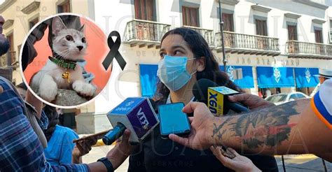 Michi terminó sin vida tras una cirugía; la dueña ya denunció a la ...