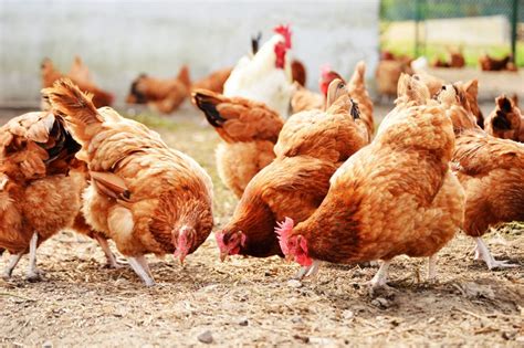 Michigan Becomes Latest State to Ban Eggs from Caged Hens