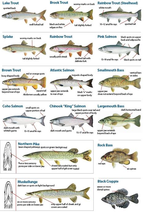 Michigan Fish Species Chart