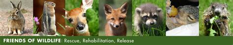 Michigan Friends of Wildlife: Animal Information