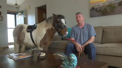 Michigan Iraq War veteran finds mental health support in miniature horse