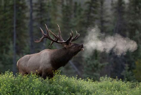 Michigan Rocky Mountain Elk Foundation - Home