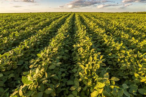 Michigan Soybean Promotion Committee Michigan Fun