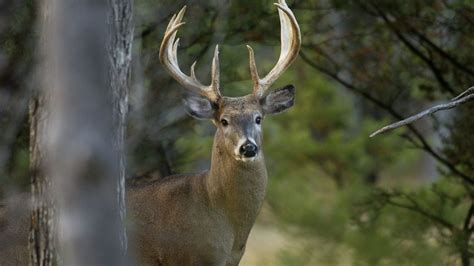 Michigan antlerless deer 2023. DNR Home Contact DNR DNR Regulation Summaries and Handbooks eLicense Deer Harvest Summary Retailer Locations List of Products Report All Poaching FAQ Sign Up For Email From DNR Policies Helpdesk: 517-284-6057 