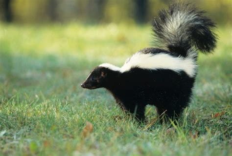 Michigan businesses may have sold rabid skunks, state warns