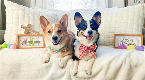 this is a group for corgi lovers and breeders in Michigan. Ohio members are also welcome.. 