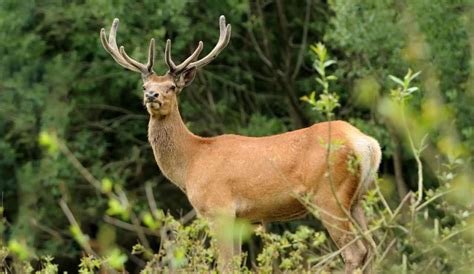 Buck1, Buck2 and Buck3: Deer hunters in the southern Lower Peninsul