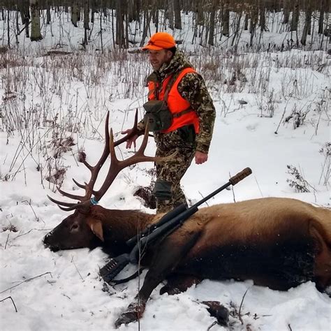 Michigan elk guides. Historically, elk were found in southern Michigan, but they had disappeared by the late 1800s due to unregulated harvest and market hunting. Today’s elk herd is the result of seven elk brought from the western United States and relocated to Wolverine, Michigan, in 1918. The first elk hunts, held in 1964 and 1965, were in response 