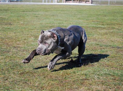 How much do American Pit Bull Terrier puppies cost in Jackso
