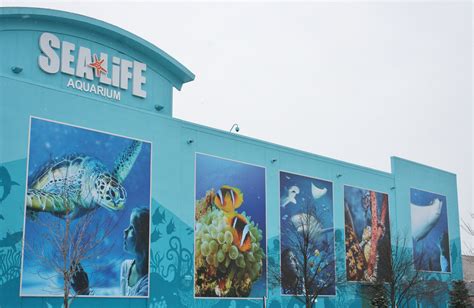 Michigan sea life aquarium. SEA LIFE Aquarium offers Teachers FIN-tastic discounts, events and more! Skip to main content. Opening times today: 10am - 6pm (Last entry is one hour before closing.) Conservation; Birthdays; Sign-up for Emails; Member ... SEA LIFE Michigan Map Events ... 