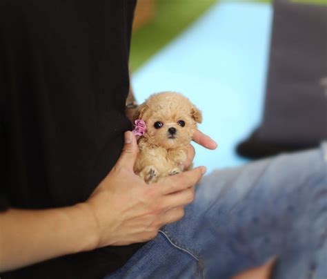Micro Cream Poodle Puppy