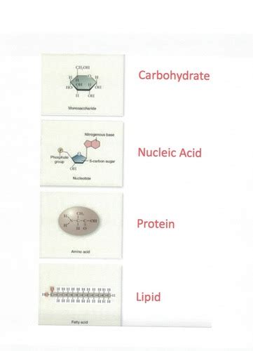 Micro Exam new Flashcards Quizlet