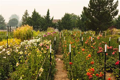 Micro Flower Farm in Lethbridge County Brings Beauty to Business