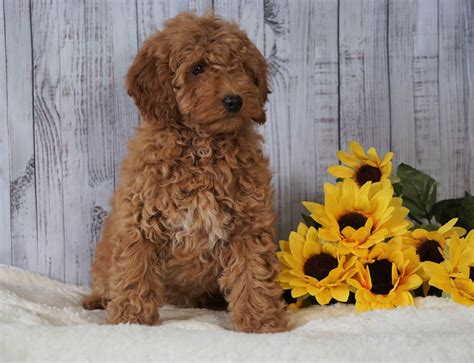 Micro Goldendoodle Puppies For Sale Near Me