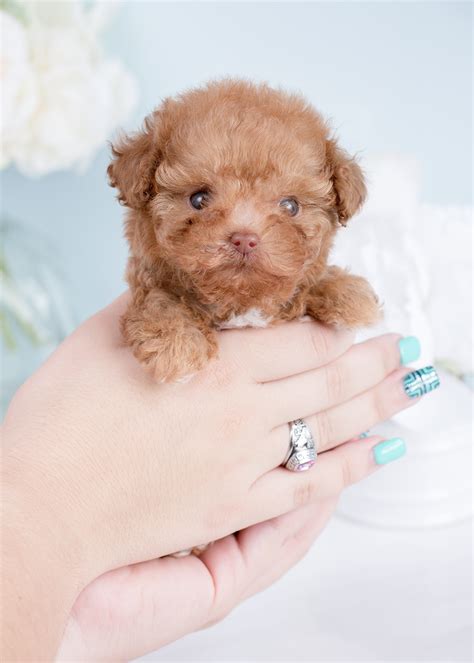 Micro Teacup Poodle Puppies