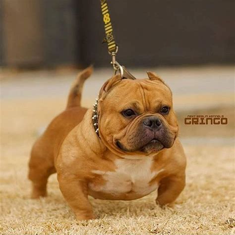 Micro american bully price. As discussed, Micro Bullies are expensive because of the challenge of getting pretty healthy and high-quality ones. The American Bully is a hybrid that originated from the American Pit Bull Terrier, mixed in with traits from the American Bulldog, English Bulldog, and Olde English Bulldogge. Some people experiment with mixing some breeds, and ... 