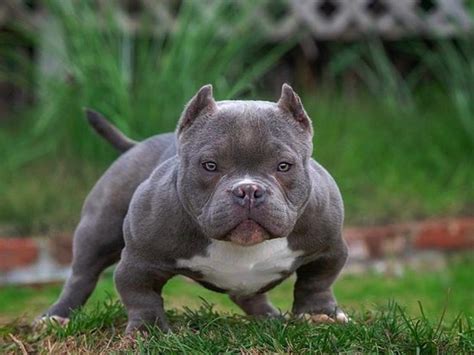 The Nano or Micro Bully is a class of the Exotic Bully. A fairly new breed that is a mix between the American Bully and a smaller breed like the French Bulldog, the English Bulldog, or the Shorty Bully. Exotic Bullies have exaggerated features, such as a much bigger head, a wider chest, a shorter muzzle, and a very muscular body.. 