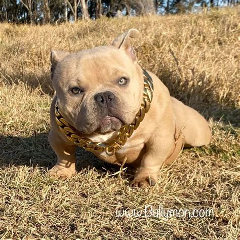 American Bully Puppies: Get yours through Lancaster Puppies. They offer bullies for sale through reputable breeders. Get yours today!.