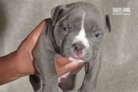 4. NWG Bullies. NWG Bullies can sell the Merle Exotic American Bully, Blue Tri Bully, Lilac Tri, Black Trident, and Micro Bully puppies at this kennel. Their popular dog breeds include Bape, Bitcoin, Daxline, Bullseye, and Miagi.. 