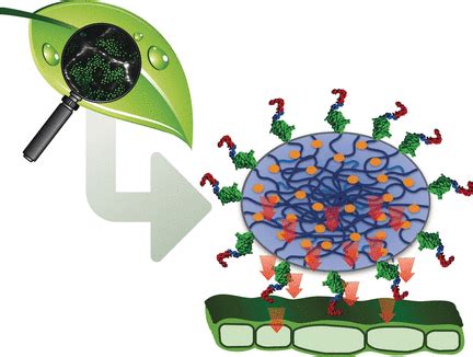 Micro delivery service for fertilizers - Phys.org