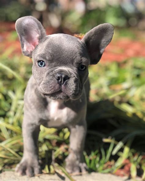 Micro french bulldog. We produce some of the finest FRENCH BULLDOG PUPPIES you’ll ever see. Here It’s not all about quantity and it’s about quality. We have a very strict breeding program and all breedings are strategically planed with genotype and phenotype in mind. We mainly produce (dilutes) blues dd, but we also produce on occasion chocolates bb pups also. 