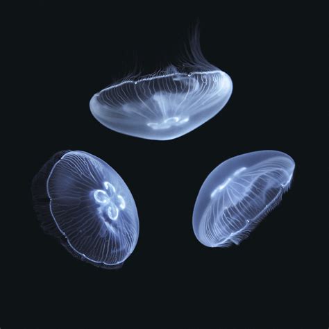 Micro jellyfish. Microbiome co-determines fitness and reproduction. The new study of the Kiel research team is based on an earlier work in which the composition of the natural microbiome of the jellyfish was ... 