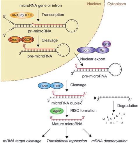 MicroRNA Biogenesis - News-Medical.net