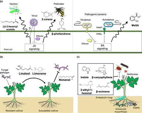 Microbe‐induced plant volatiles - Sharifi - 2024 - New …