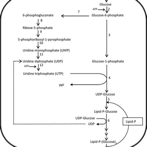 Microbial exopolysaccharides: Main examples of synthesis, …