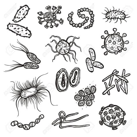 Microbiology Drawing