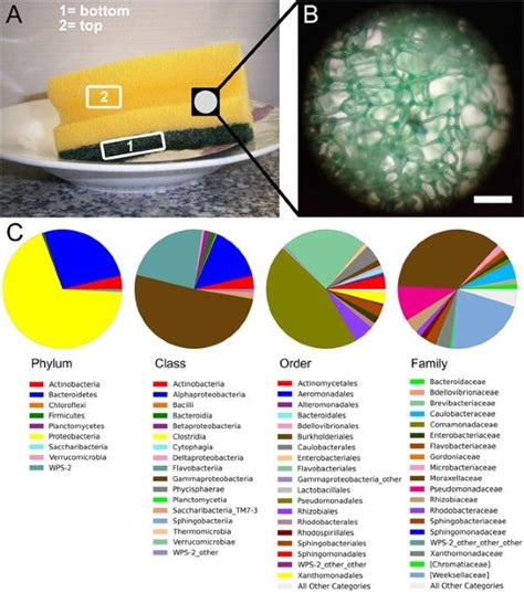 Microbiome analysis and confocal microscopy of used kitchen