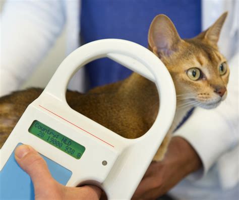 Microchipping a Cat - Pet Identification - YouTube