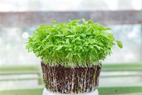 Microgreens a guide to growing nutrient packed greens. - Moi qui ai servi le roi d'angleterre.