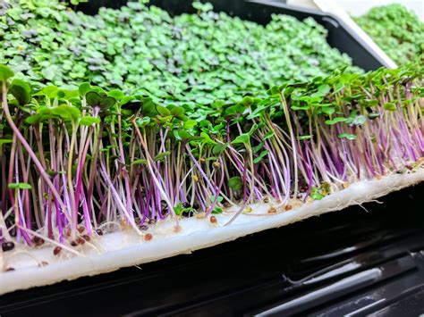 Read Microgreens The Complete Guide Of Growing Microgreens With Urban Gardening Techniques And Tips For Soil Culture And Hydroponics By Jay Andrews