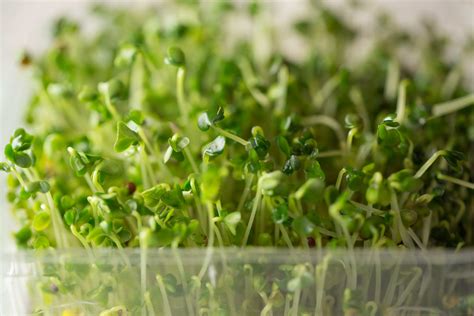 Full Download Microgreens The Definitive Beginners Guide To Knowing And Growing Microgreens By Ted Brooke