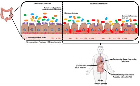 Microorganisms Free Full-Text Small Intestinal Bacterial …