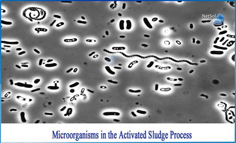 Microorganisms In Activated Sludge - Shijiazhuang Xingzhong …