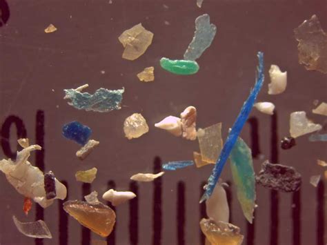 Microplastics, i.e., plastic particles in the size range of planktonic organisms, have been found in the water columns and sediments of lakes and rivers globally. The number and mass of plastic particles drifting through a river can exceed those of living organisms such as zooplankton and fish larvae.. 