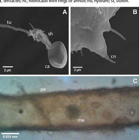 Microsatellite loci for the invasive colonial hydrozoan Cordylophora caspia