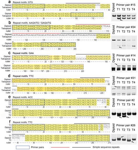 Microsatellite polymorphism among Chrysanthemum sp.