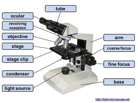 Microscope Anatomy Diagram Quizlet