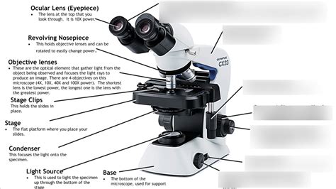 Microscope Labeling Quizlet