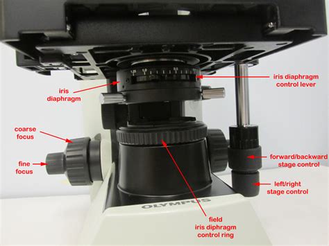Microscope lab manual.  Use your lab manual and lecture for assistance.