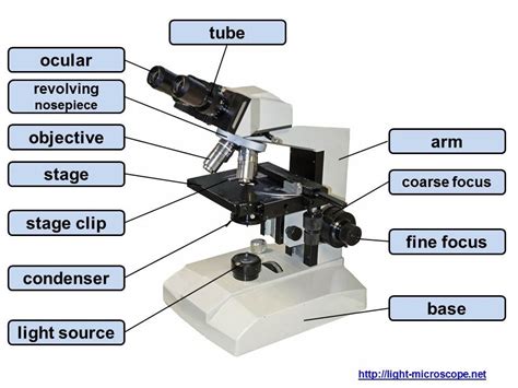 Microscope parts Diagram Quizlet