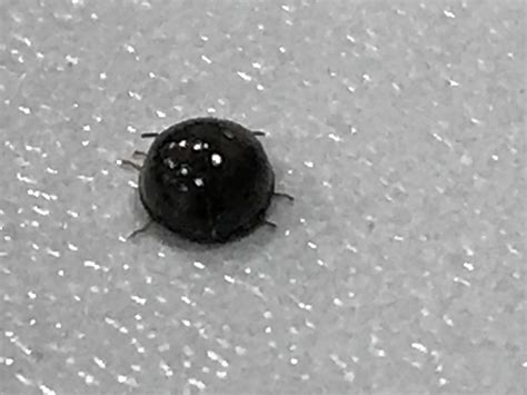 Microscopic Black Bugs