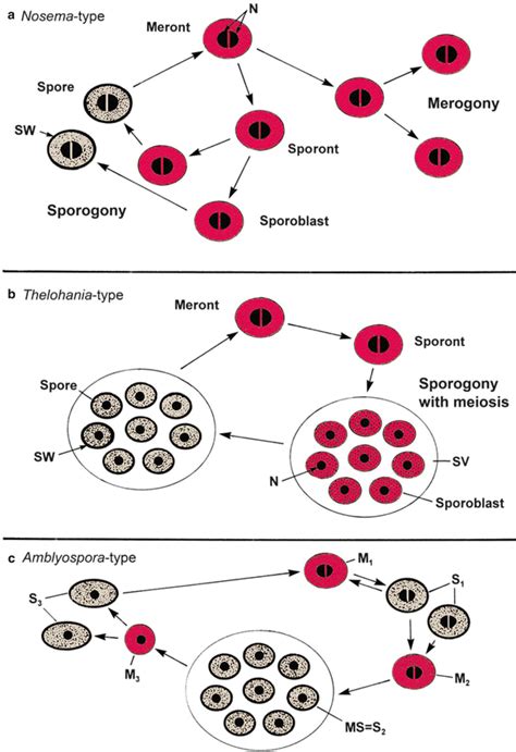 Microsporidia SpringerLink