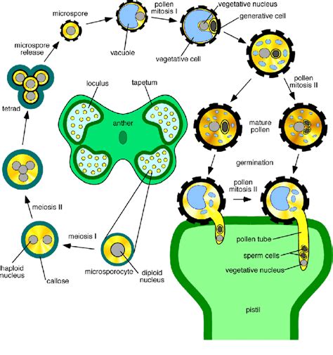 Microsporogenesis, Pollination, Pollen Germination and …