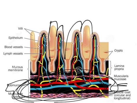 Microvillus - Wikipedia