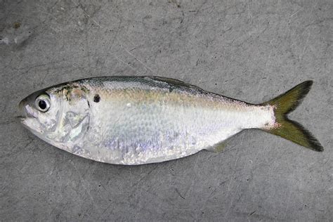 Mid-Atlantic Menhaden Purse Seine Fishery - NOAA Fisheries