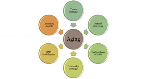 Middle adulthood development